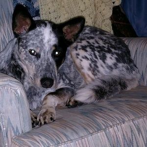 Meet your Posher, Ginger